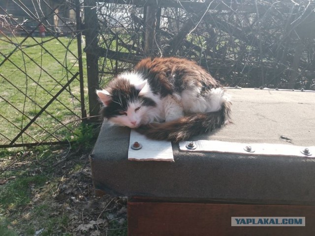 Жизнь домашнего приюта для котеек 577