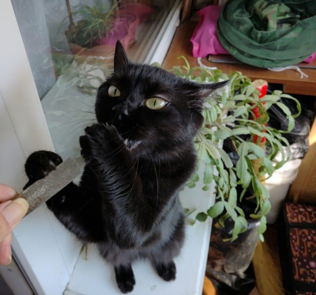 Котовторник снова!