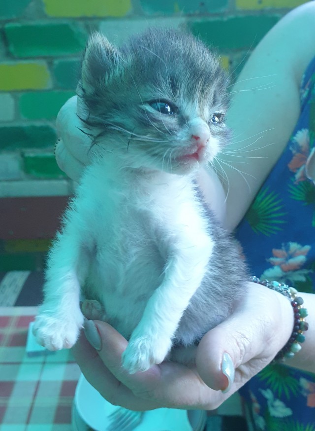 Кошки разные нужны, кошки разные важны