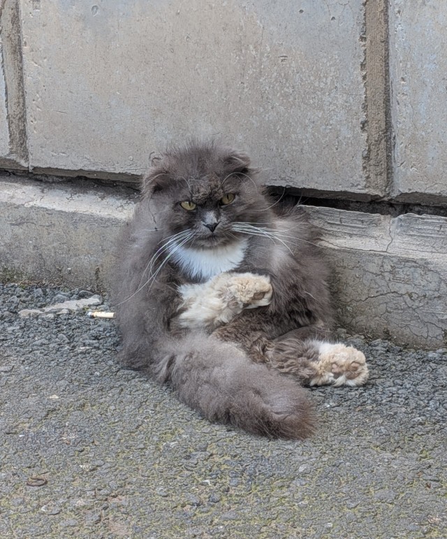 Бельчонок