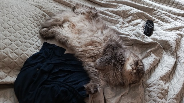 Фотки красивого кота.