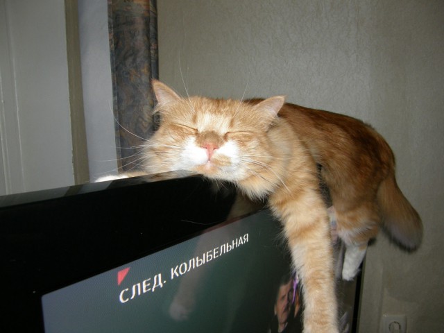 Котовторник  05.11.2013