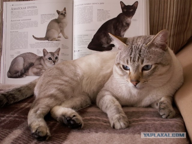 Котовторник   17.12.2013