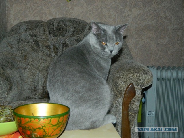 Пришел сегодня кот
