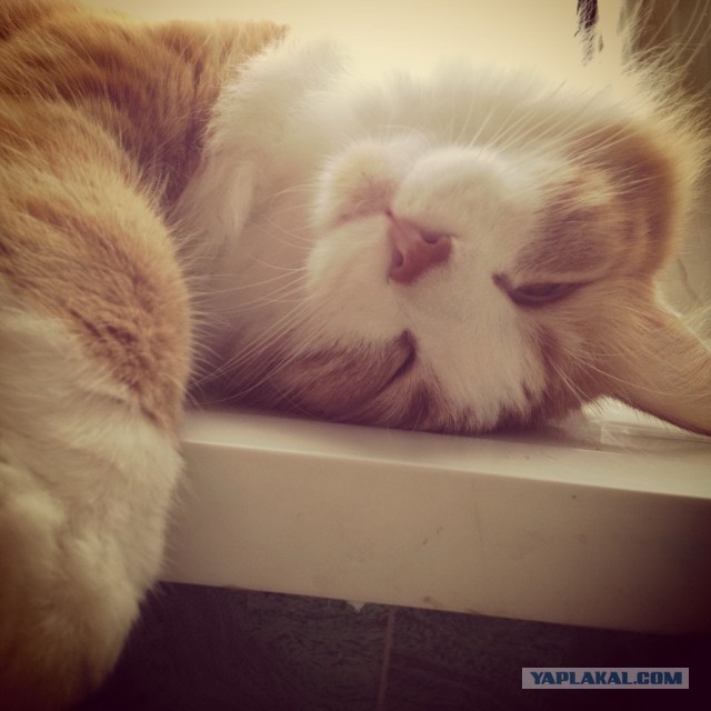 Котовторник 01.04.2014
