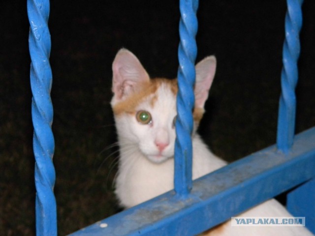 Котовторник 01.04.2014