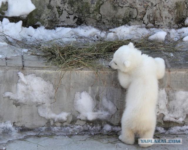 В Новосибирском зоопарке родился медвежонок.
