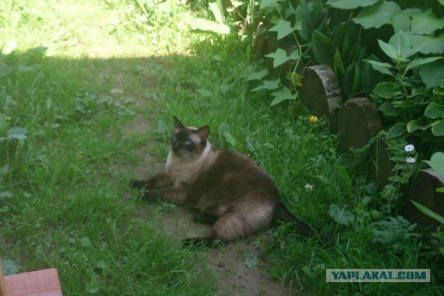 Тайские кошки