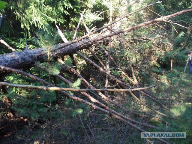 Жизнь домашнего приюта для котеек 18
