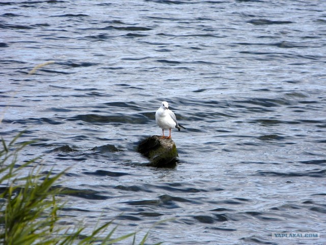 Будни фотографа