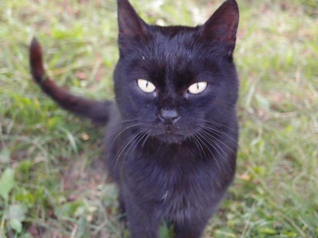 В 2012 Wikipedia наберет больше денег