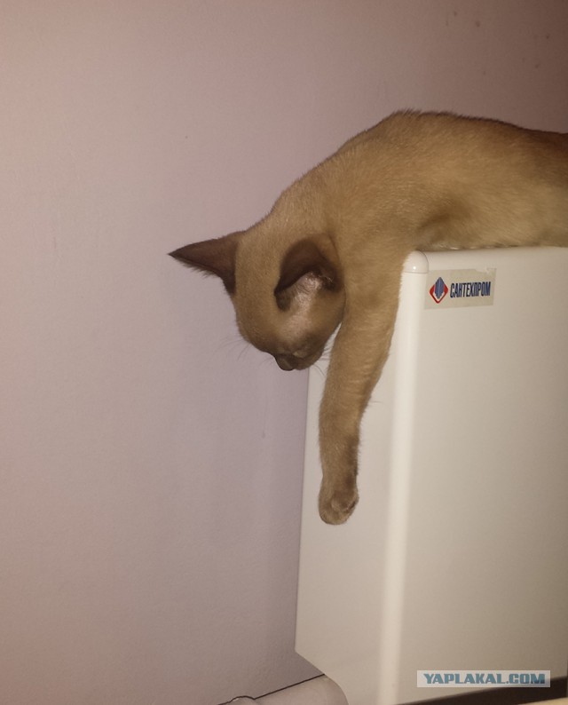 Котовторник 9.12.2014