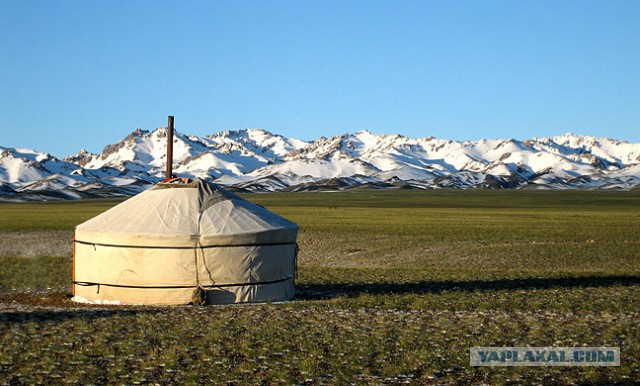 Монгольский ребёнок спит у бока оленя