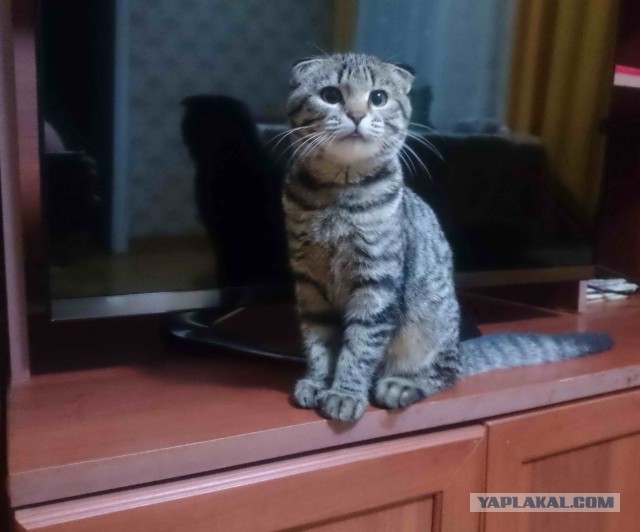 Раз полоска, два полоска