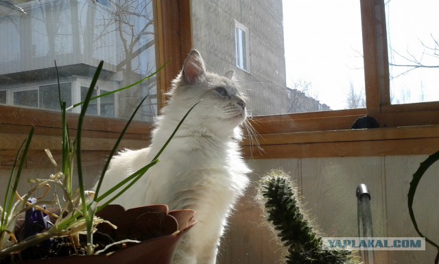 Котовторник 24.03.2015