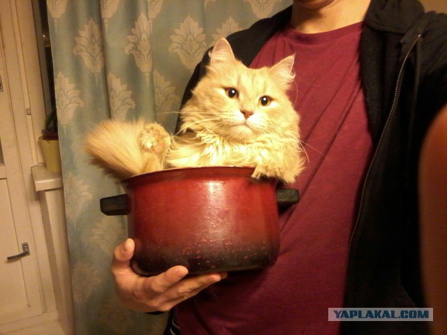 Котовторник 31.03.2015