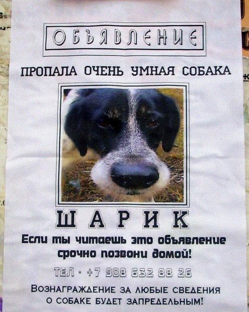 Собака пропала