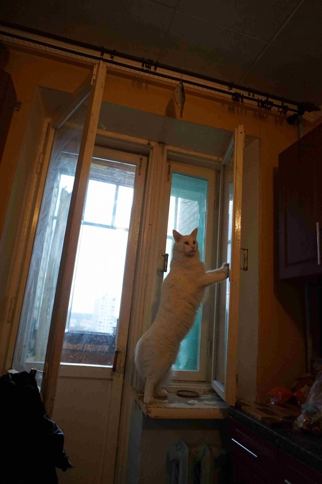 Про Тучку, которая стала Дымкой