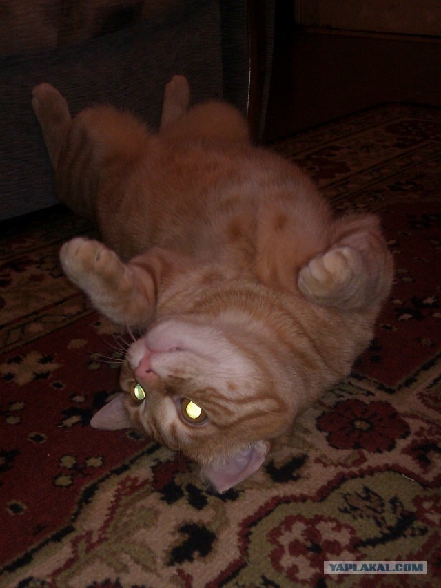 Котовторник 12.03.13