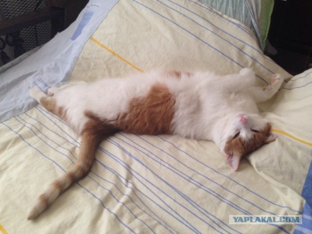 Котовторник 16.06.2015., Котовторник наступил!