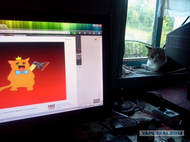 Котовторник  21.07.2015