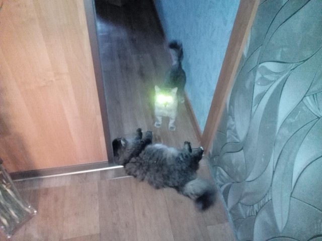 Котовторник  27.10.2015