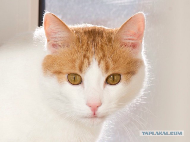 Котовторник 03.11.2015