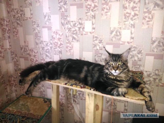Котовторник