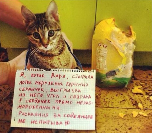 15 котов, мимике которых можно только позавидовать