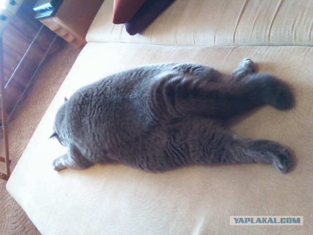 Котовторник 17.05.2016