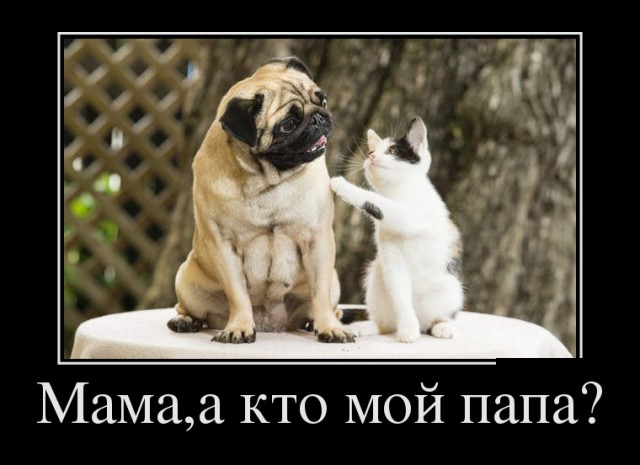 "Оскара" - котикам!