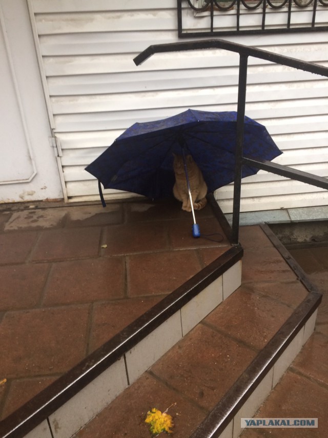 Котовторник 27.09.16