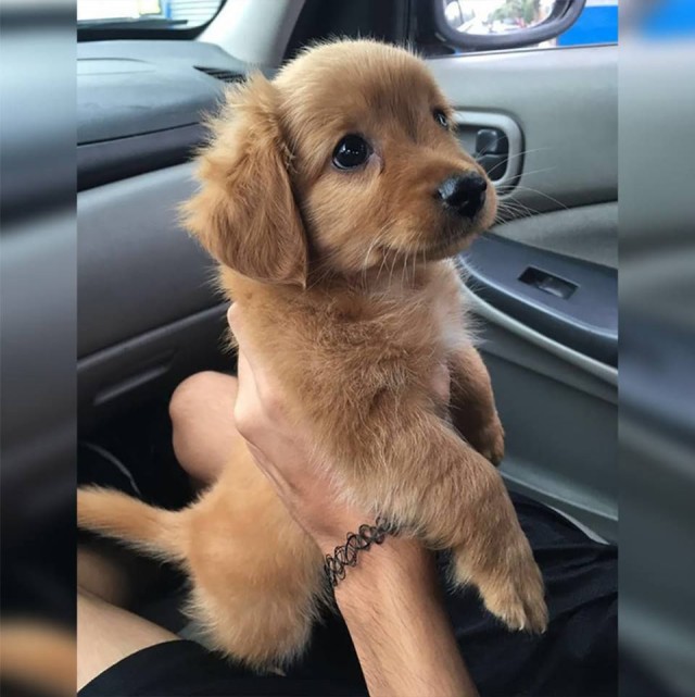 Самые смешные животные
