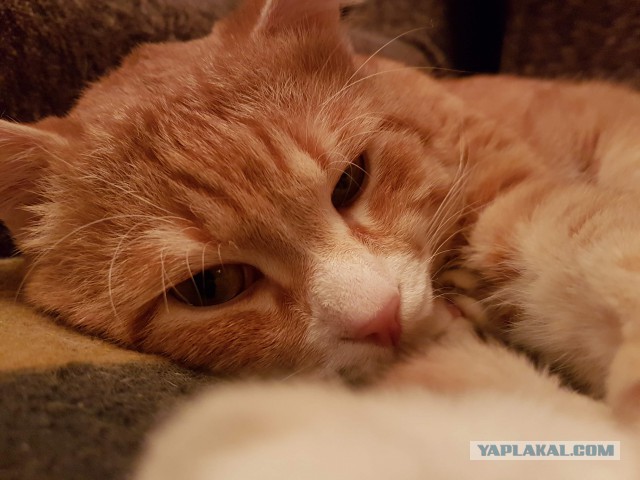 Кошка защищает котенка от кошмара.