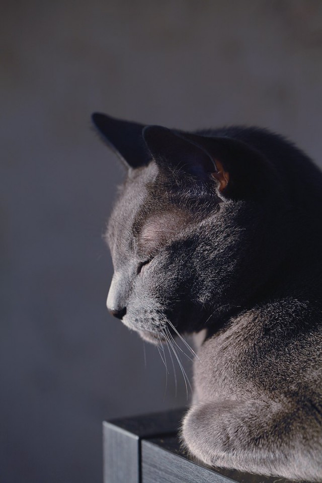 Котовторник 06.12.2016