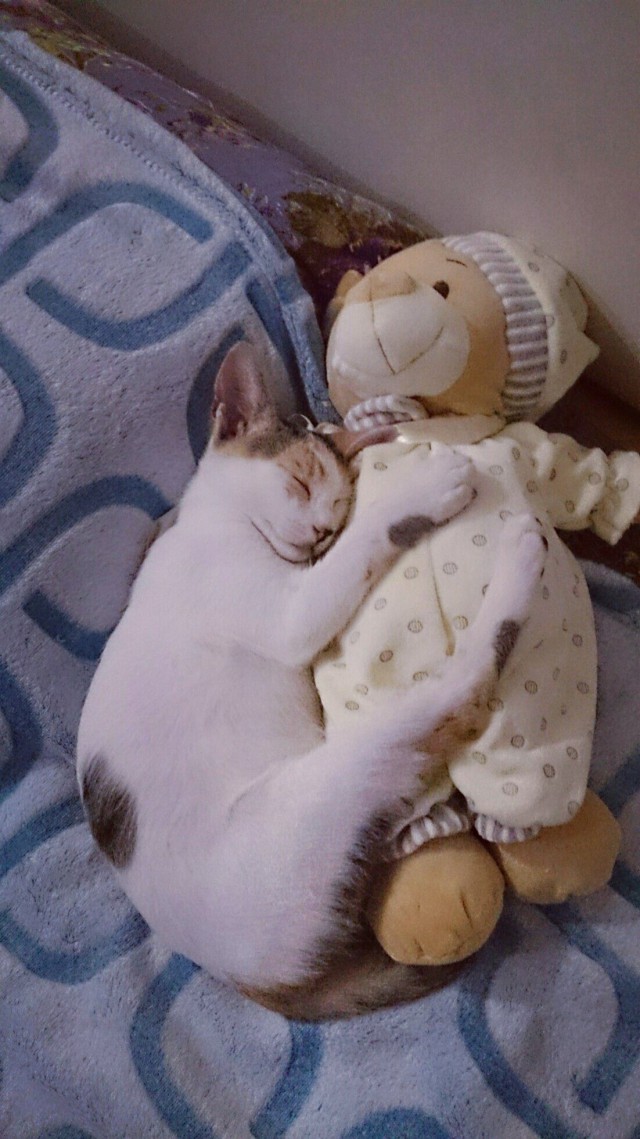 Коты из сети