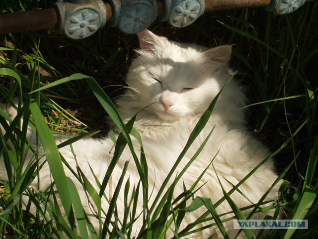 Котовторник  14.02.2017