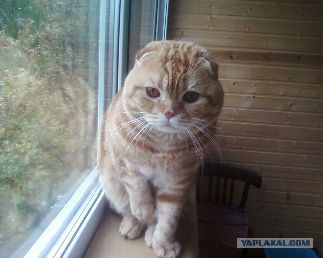 Добрее к кошкам!