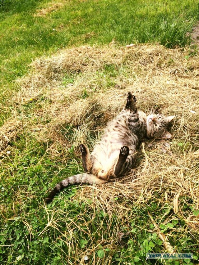 Котовторник 16.05.2017