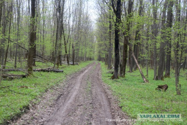 Как вырубают Корочанский лес в Белгородской области