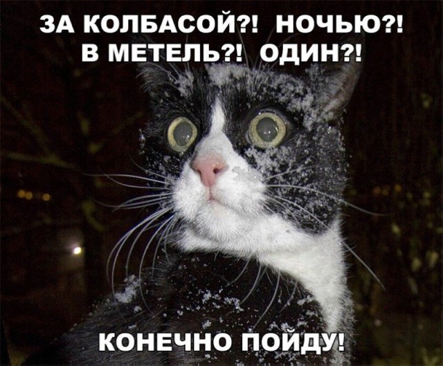 Коты и Кошки
