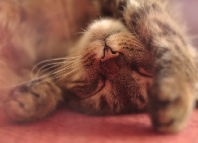 Коты и Кошки