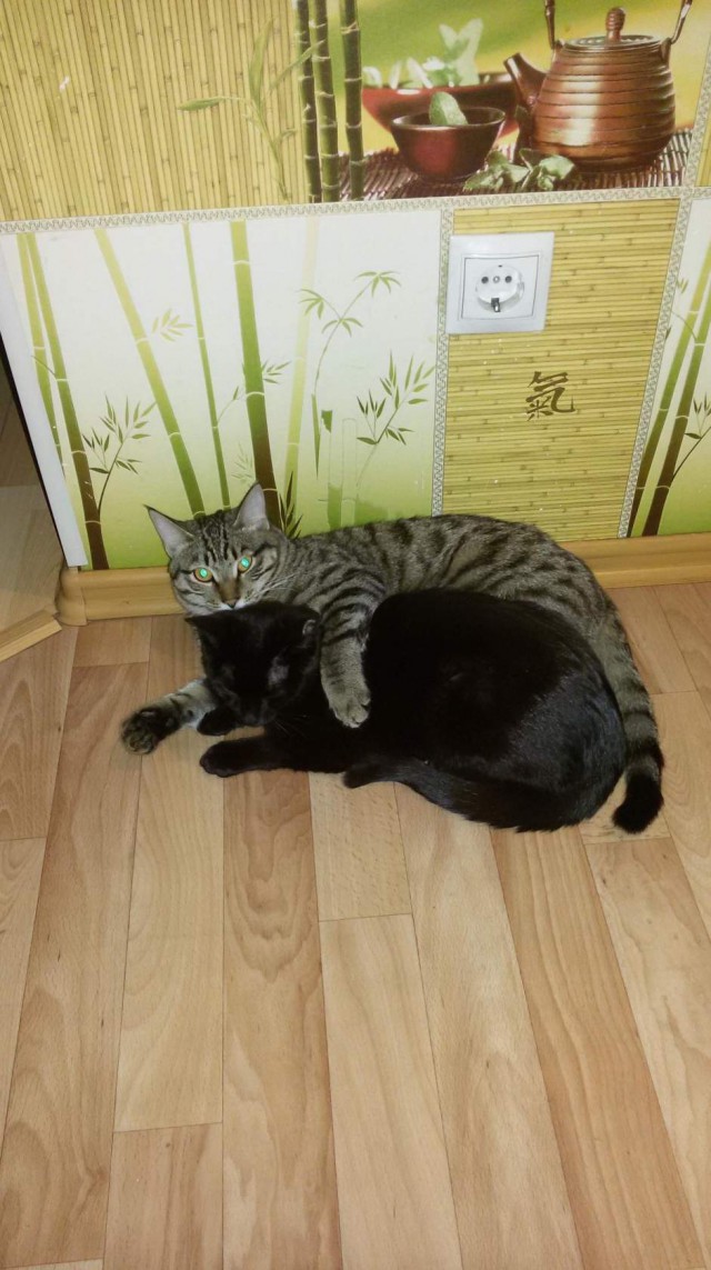 Коты и Кошки