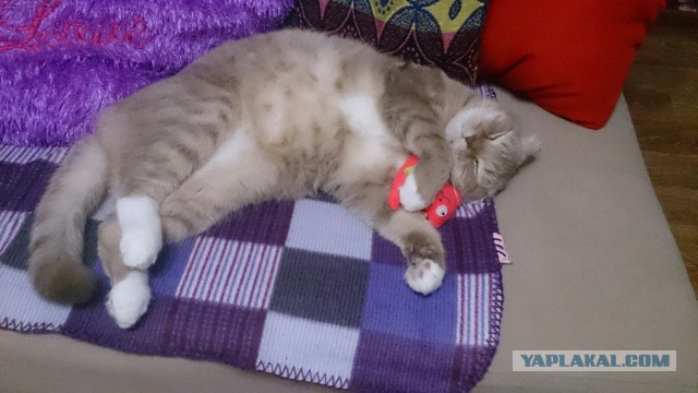 Котовторник  05.12.2017