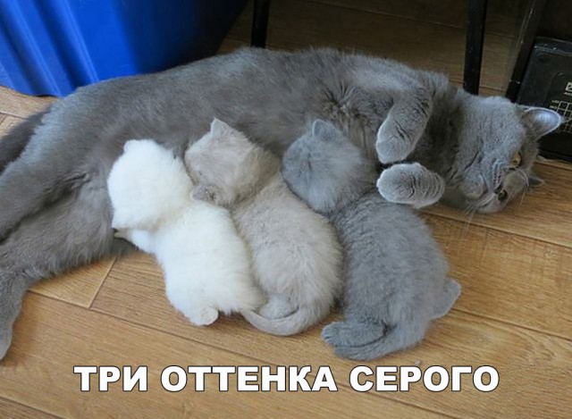 Фотобомбы котов
