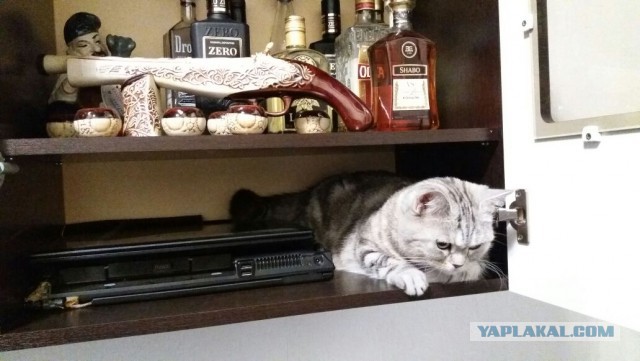 Кот без прикрас