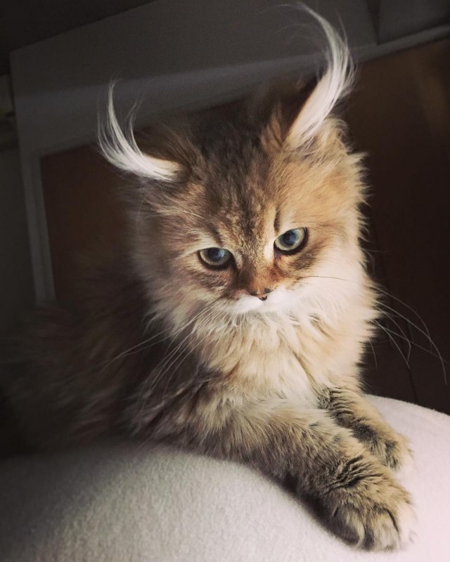 Кот без прикрас