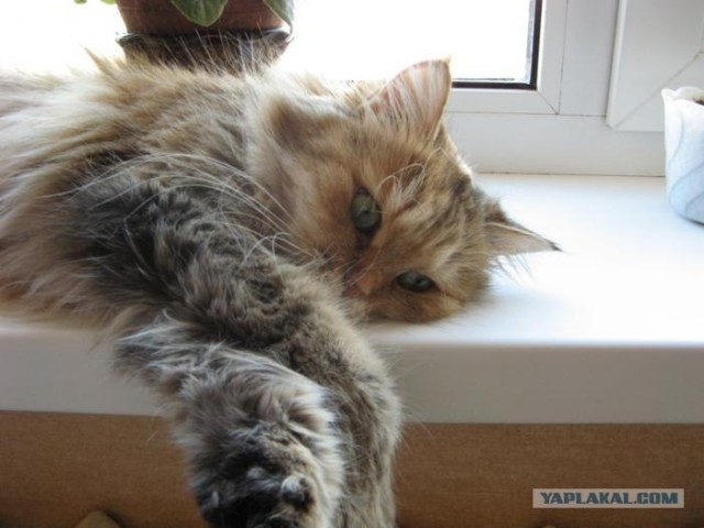 Котовторник на ЯПлакалъ