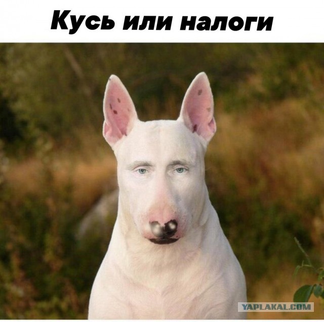 Полиция в Москве задержала девушку, которая бесплатно рисовала флаги на лицах болельщиков