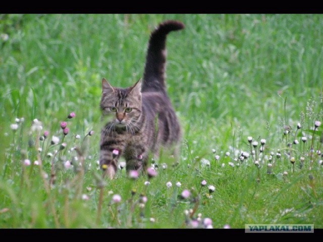 Коты на вторник на ЯПлакалъ (07.10.2008)